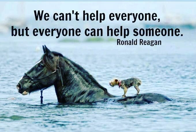 Lishinu's tweet photo. LET US PRAY THIS DAYS FOR FLORIDA.❤💪🐾🇺🇸
#PrayForFlorida #tweetme #dogs #Irma #HurricaneIrma #dogsoftwitter #dogsofinstagram #love https://t.co/PVHyNAJU0W