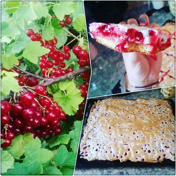 Christina_Pfei's tweet photo. #baking 🍇 #currant #cake 🍰 #freshfruit #owngarden 🌳 #bio #jummy ☕ https://t.co/aEbKk1N9Oy