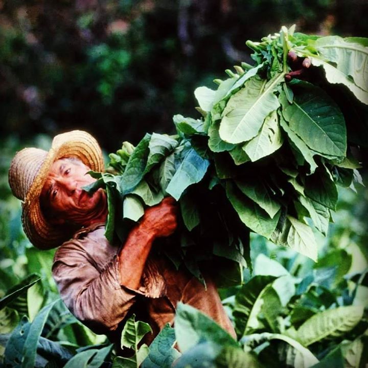 HavanaturItalia's tweet photo. El mejor #tabaco del mundo #valle de #vinales #cuba #cubatravel #veguero #habanos #nature #green #country #campesi… https://t.co/8K42Ph7s7U https://t.co/UYfvnpHUU9