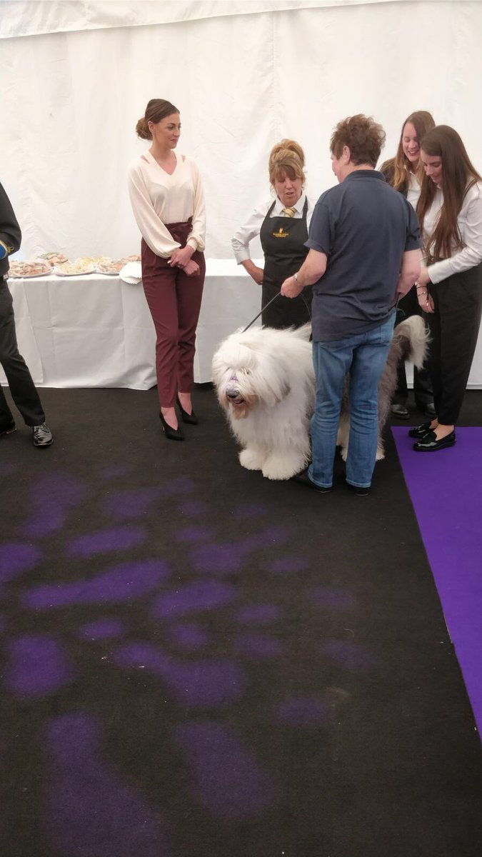 VRHire's tweet photo. Today we got to meet the actual Dulux dog!! Exciting times! https://t.co/s1dYvrCn3b