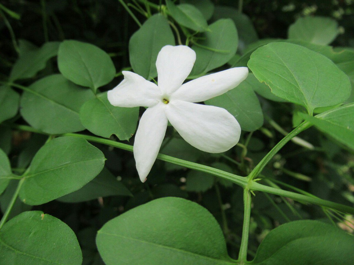 1000花 No Twitter 718 ソケイ モクセイ科 インド原産 別名コモンジャスミン マツリカと並んで代表的なジャスミンで 狭義のジャスミンでもある マツリカよりは寒さに強く暖地なら露地植えも 花の大きいロイヤルジャスミンも同種とされる 花 フラワー 秋の