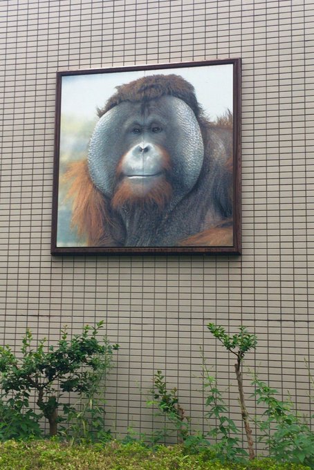 マゼラさん の最近のツイート 5 Whotwi グラフィカルtwitter分析