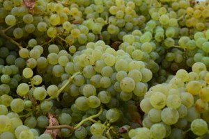 enolegs's tweet image. Primeres valoracions de la #verema2017 dels #enòlegs: avançament, menys quantitat i bona qualitat. Més info: enolegs.cat/articles-mostr…