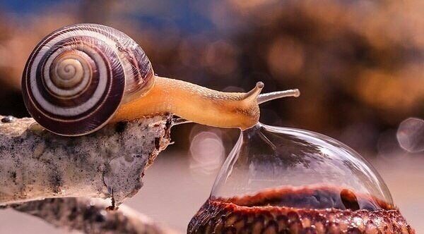 Our_PIanet's tweet image. A snail drinking from a droplet of water.