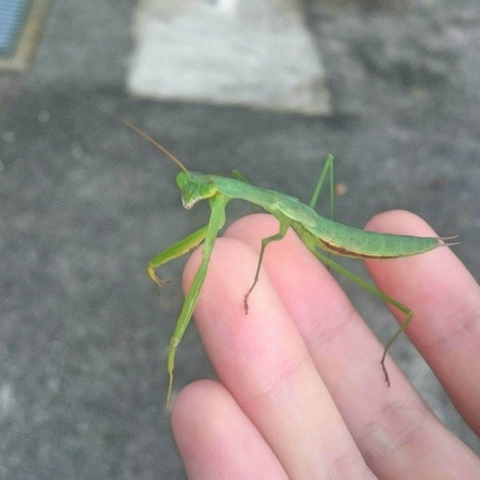 オオカマキリのtwitterイラスト検索結果