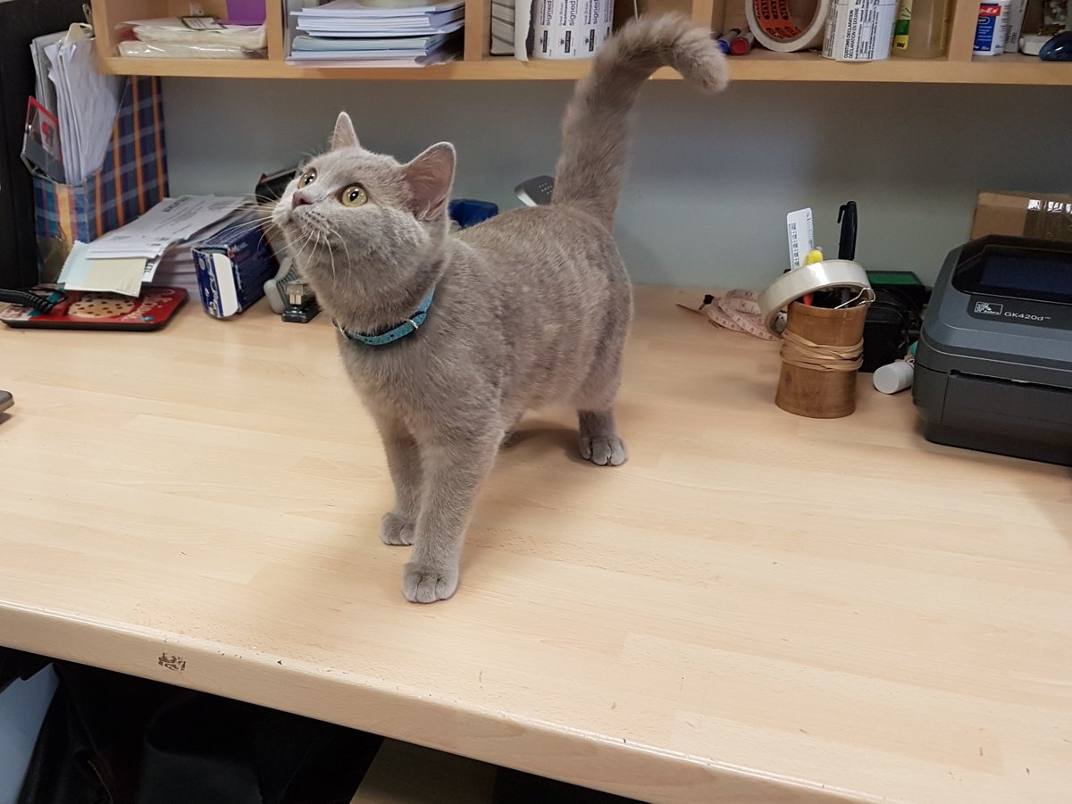 Emsec_sheets's tweet image. The cutest 'new employee' EVER!! #cute #kitty