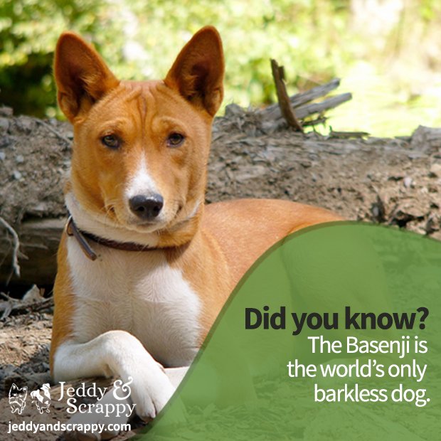 JeddyandScrappy's tweet photo. Did you know this? The Basenji is the only species of dog that doesn't bark! #facts #dogs https://t.co/BZomZei0YO