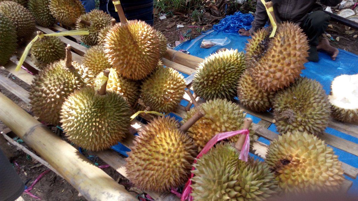 Paling enak makan durian.....