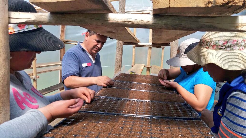 En coordinación con el GAD de la parroquia Urdaneta, se realiza la elaboración de semilleros de hortalizas en bandejas, cantón #Saraguro