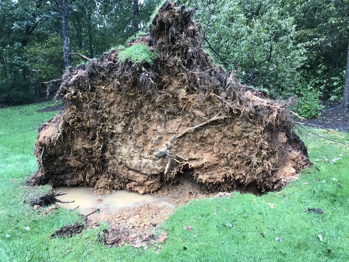 tweetybirdkat's tweet image. #atleastitdidntfallonthehouse #countingmyblessings #stillnopower