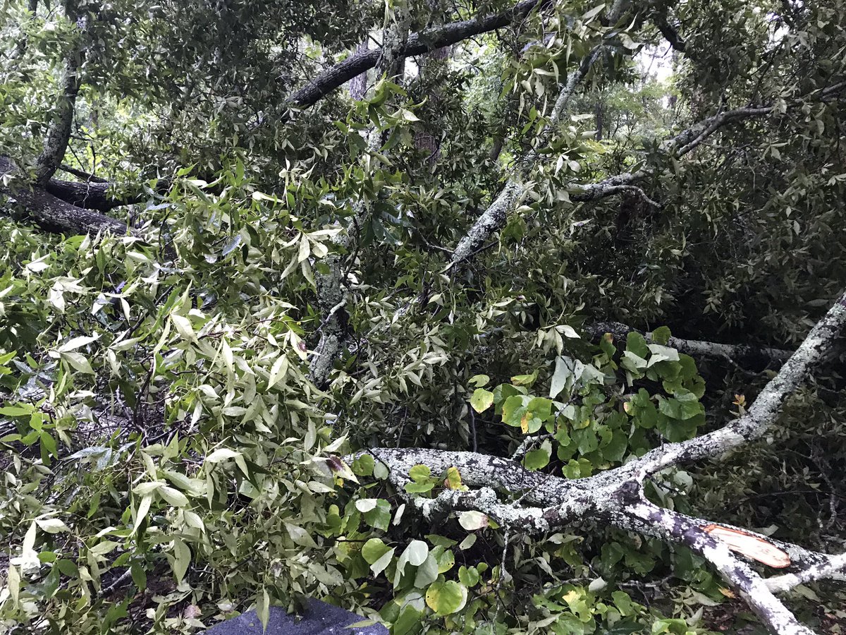 tweetybirdkat's tweet image. #atleastitdidntfallonthehouse #countingmyblessings #stillnopower