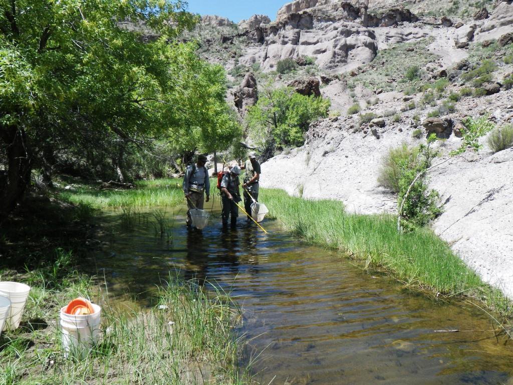 Inthecurrentaz's tweet image. McGee Wash Sunfish Removal Project - inthecurrent.org/field/mcgee-wa…