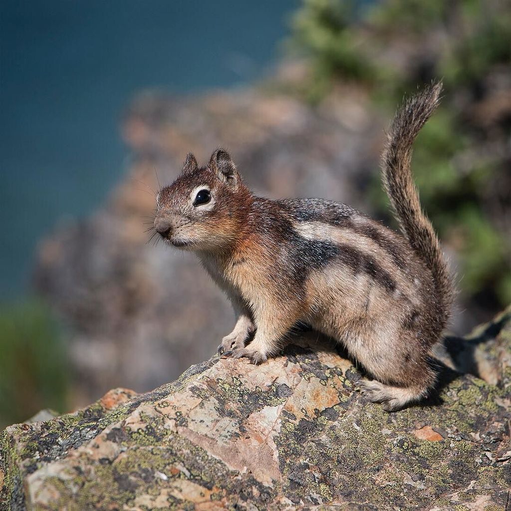 CincyBaton's tweet photo. This little guy in #glaciernationalpark actually isn't so little -- the Glacier chipmunks are nearly the size of Cincinnati gray squirrels.… https://t.co/jiQpuBBmWL