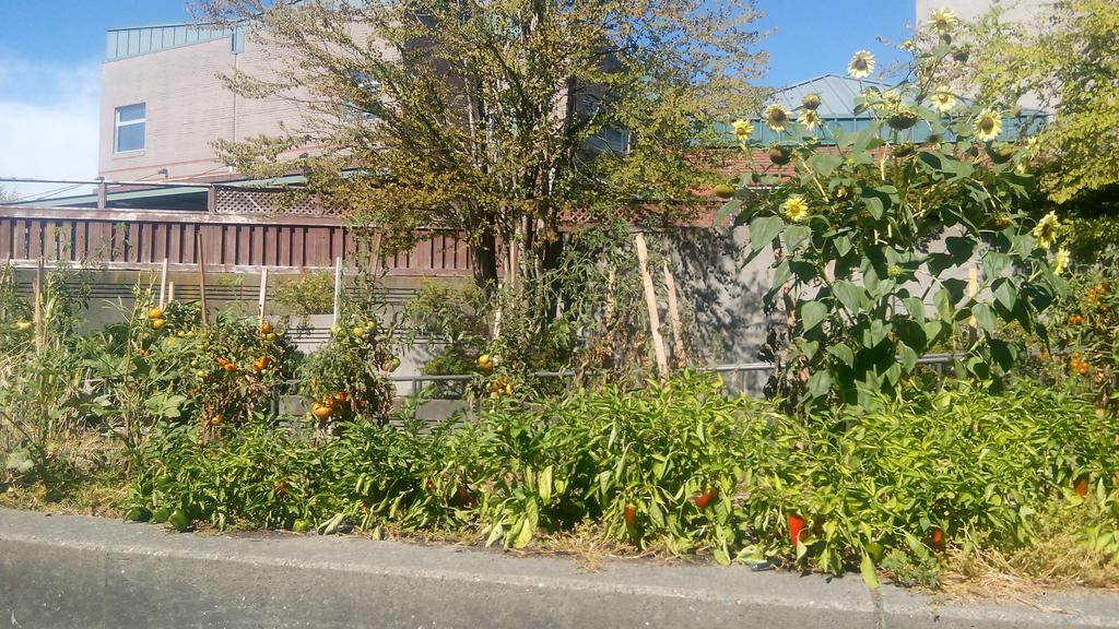 RCE_GreaterNai's tweet image. Every Tuesday @Richmond_BC  community buys food from @KPUScienceHort urban gardens #foodsafety @WEEC2017 #GreenCites