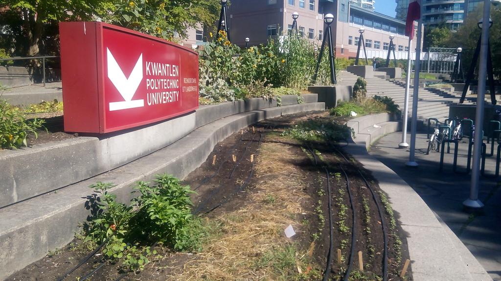RCE_GreaterNai's tweet image. Every Tuesday @Richmond_BC  community buys food from @KPUScienceHort urban gardens #foodsafety @WEEC2017 #GreenCites