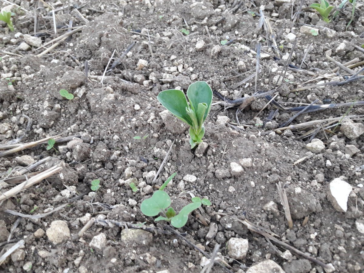 GuyotVincent02's tweet photo. Sur la plate-forme CERENA, nous avons aussi cela : #colza semé au #Biodrill et féverole semée au #Carrierdrill @vaderstad . 👍👍👍 @easi_nov https://t.co/mfQRyHWY1t