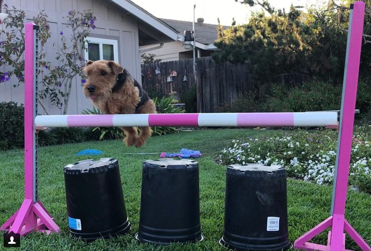 eventingnation's tweet photo. #DogsOfEN: An Eventer’s Best Friend - https://t.co/8SRla5AT6S https://t.co/SXGUGFFXag