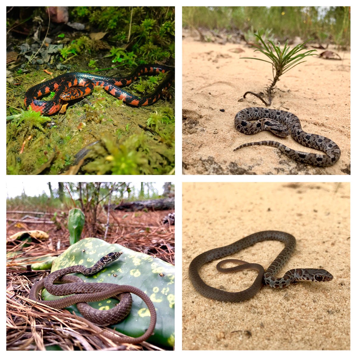 PBakland's tweet photo. Some snakes from the Georgia sandhills this weekend. #mudsnake #easternhognose #easterncoachwhip #blackracer https://t.co/Frpon03qjo