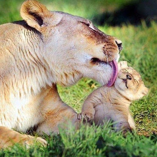 Animals_Kiss's tweet photo. https://t.co/4ze6RKl5hT
