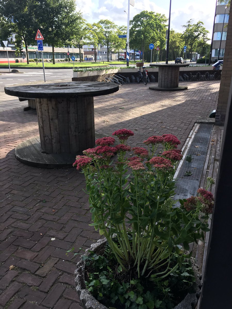 demartinifab's tweet image. Dank aan de groenvoorziening van DSW