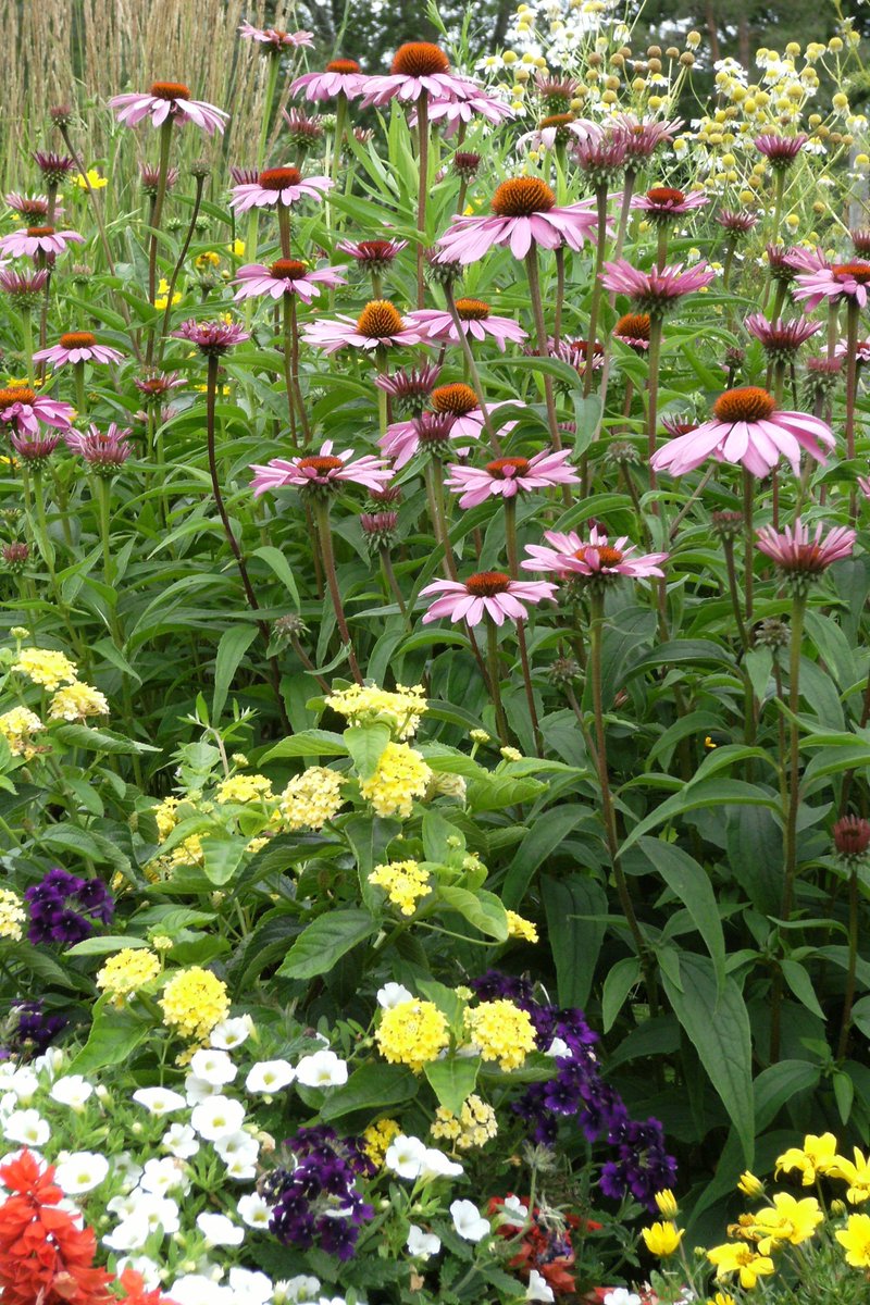 One of our customer's late summer garden in the city of #Welland.