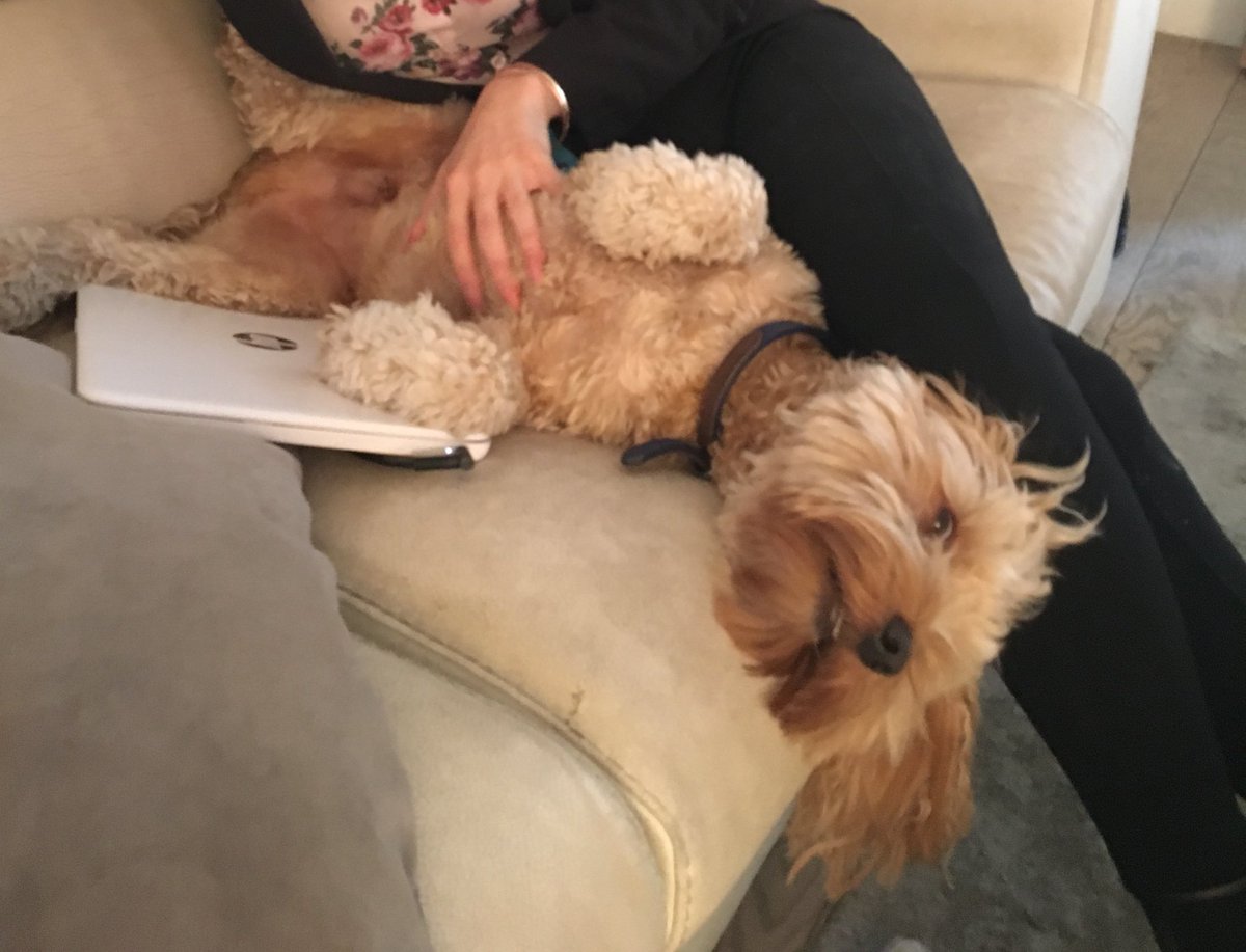 SityWalks's tweet photo. When it time to go home and your meeting over runs....πΆπ± #TuesdayThoughts #TongueOutTuesday #dogsinmeetings https://t.co/rNcToFFxij