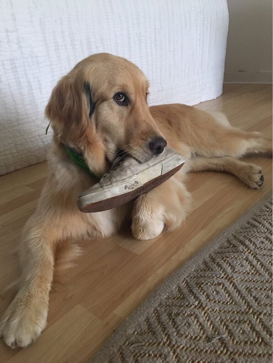 This is Hugo. He is now the rightful owner of your shoe. No take backs. 13/10 would offer a spoonful of peanut butter in exchange