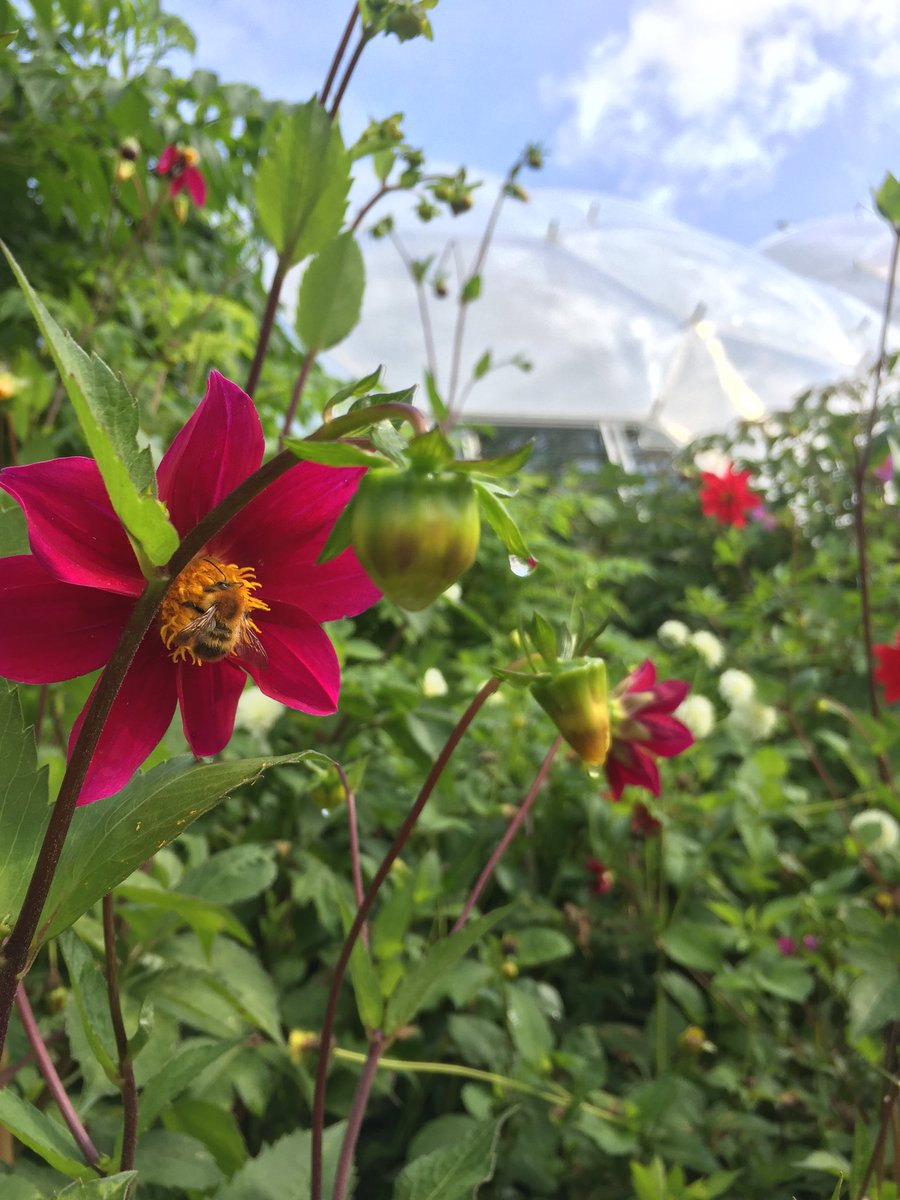outwithpeter's tweet photo. Creatures great and small @edenproject #edenprojectcomp https://t.co/51wg3GI2FO