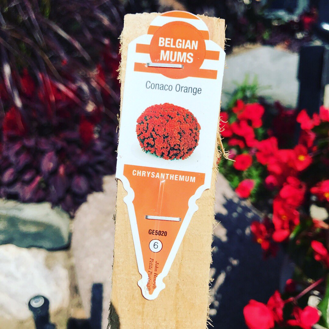 RotaryGardensWI's tweet photo. A few leftovers from the #FallPlantSale ...15% off #mums at the main building - 1445 Palmer Dr. We are open until 8 p.m. 🍂 https://t.co/yjGjFz6Ztd