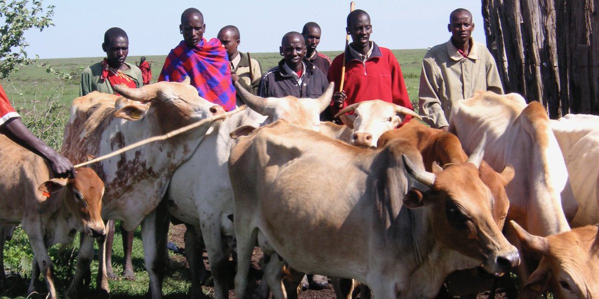 £2M award to tackle widespread cattle disease may aid African farmers ow.ly/GpZv30f5uvg <a href="/roslininstitute/">The Roslin Institute</a> <a href="/EdinUniMedia/">Press Office | University of Edinburgh</a> <a href="/wellcometrust/">Wellcome</a>