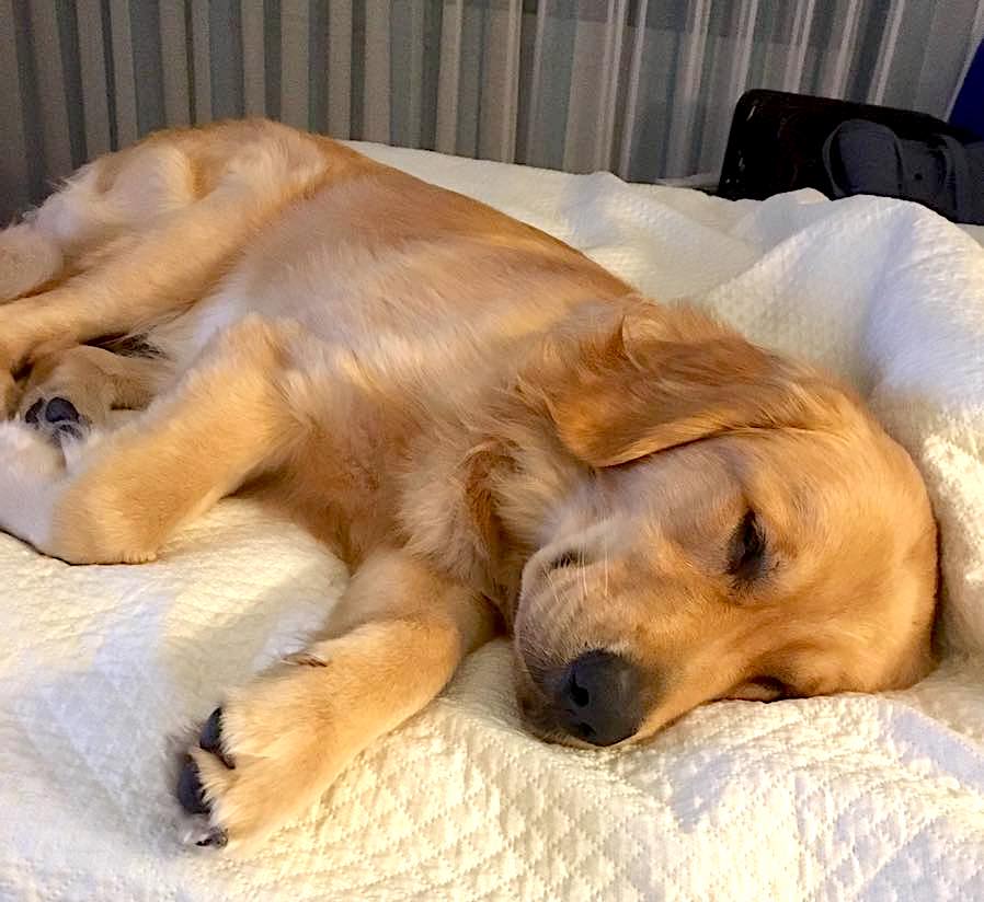 CaraGoldsbury's tweet image. Loews Sapphire Falls Universal Orlando had room for cute Charlie and his family in the aftermath of Irma @JenniferKozlow @UniversalORL