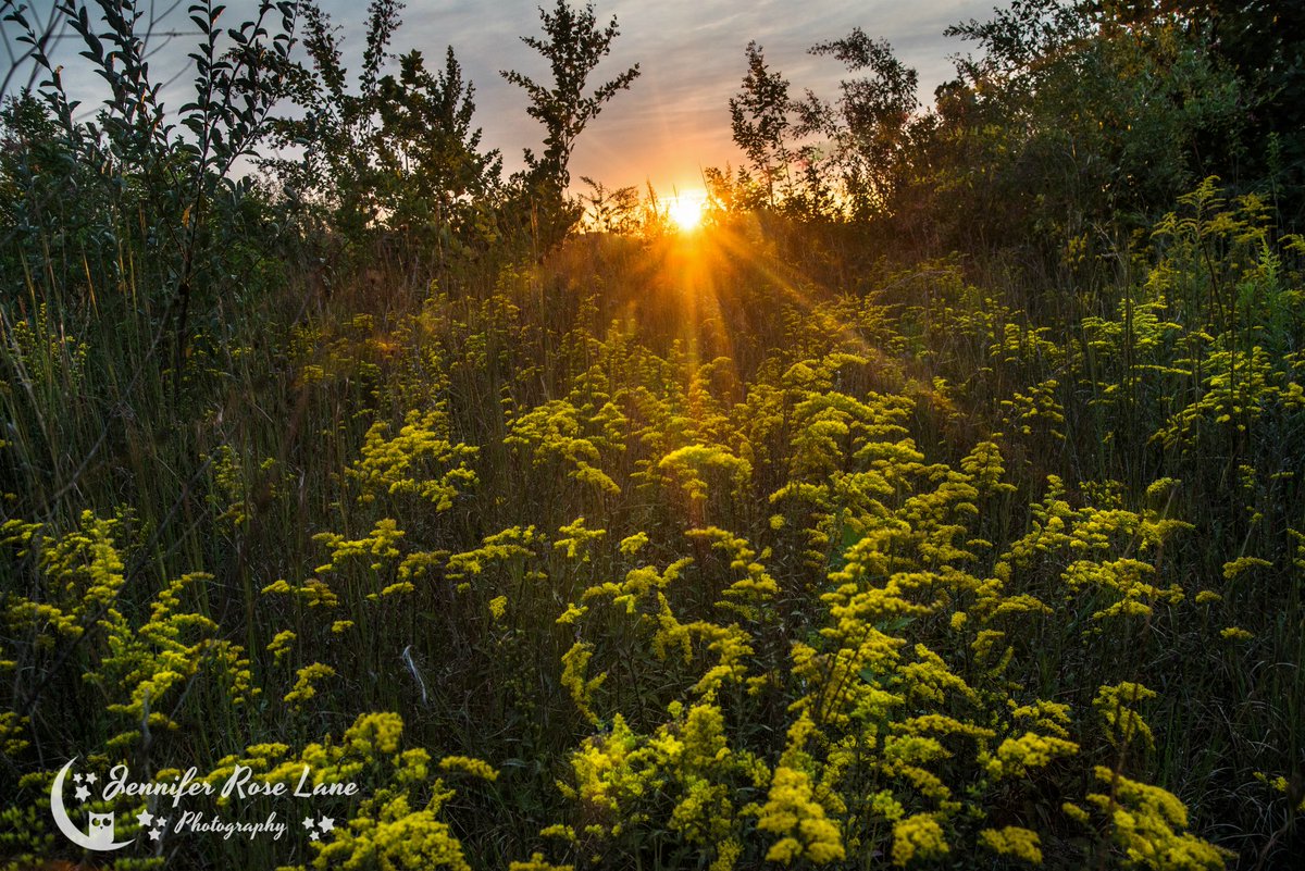 One of my happy places, even when I'm getting stung 😆#Sunset #Goldenrod #flowers #flowerpics #nature #naturepics #plantlife #WVwildflowers