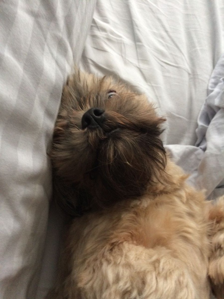 UKPetscom's tweet photo. Real Teddy Bear Imperial Karashishi Shih Tzu Stud #Dogs #ShihTzu #ForStud #DogsForStud #pets #ukpets  https://t.co/5KtwfnxAtO https://t.co/m7JEIYEN4U
