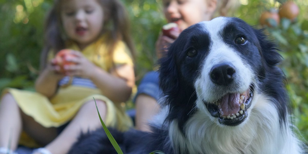 SidewalkDog's tweet photo. Because your doggo loves fall as much as you do, we sniffed out MN's pup-friendly apple orchards: https://t.co/0WnELPWSQk https://t.co/DwNO2TN1c9