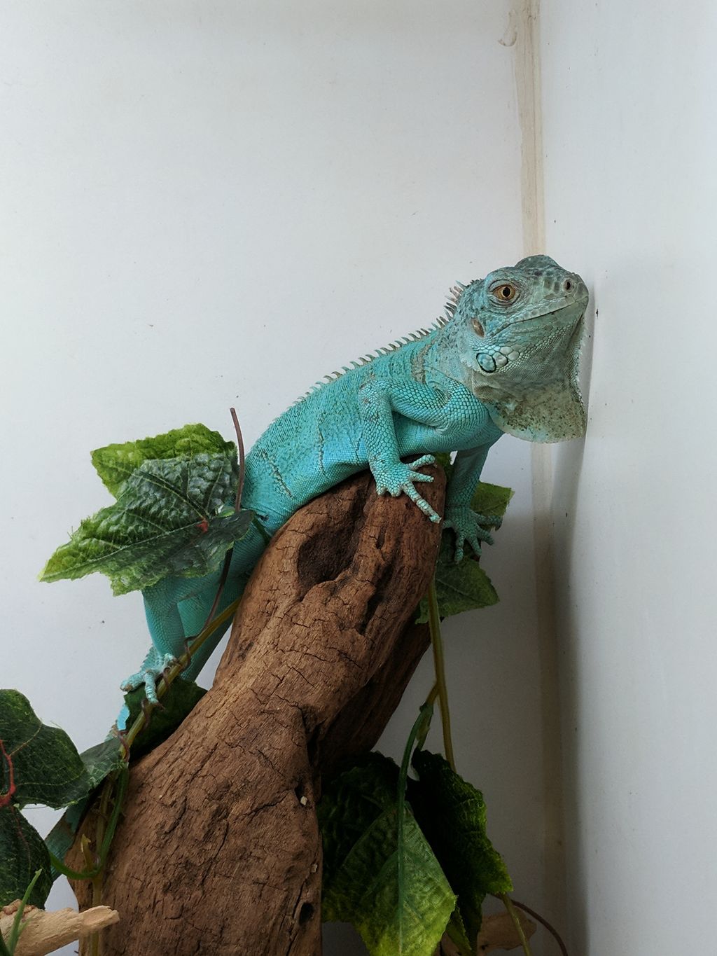 Blue iguana petco sale