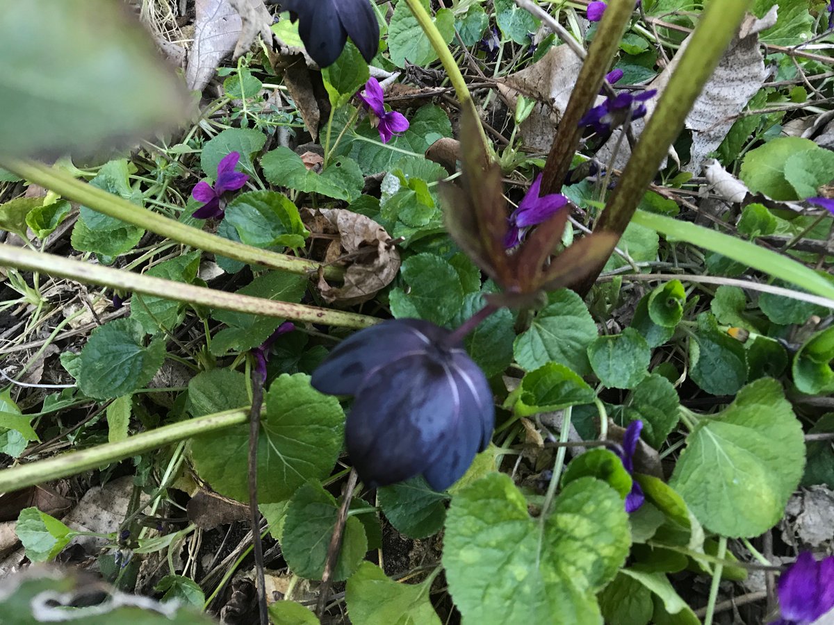 GardenRealm's tweet photo. #violas and #hellebores make great #CompanionPlants in a shady #garden #ShadePlants https://t.co/gBf7B3pYX7