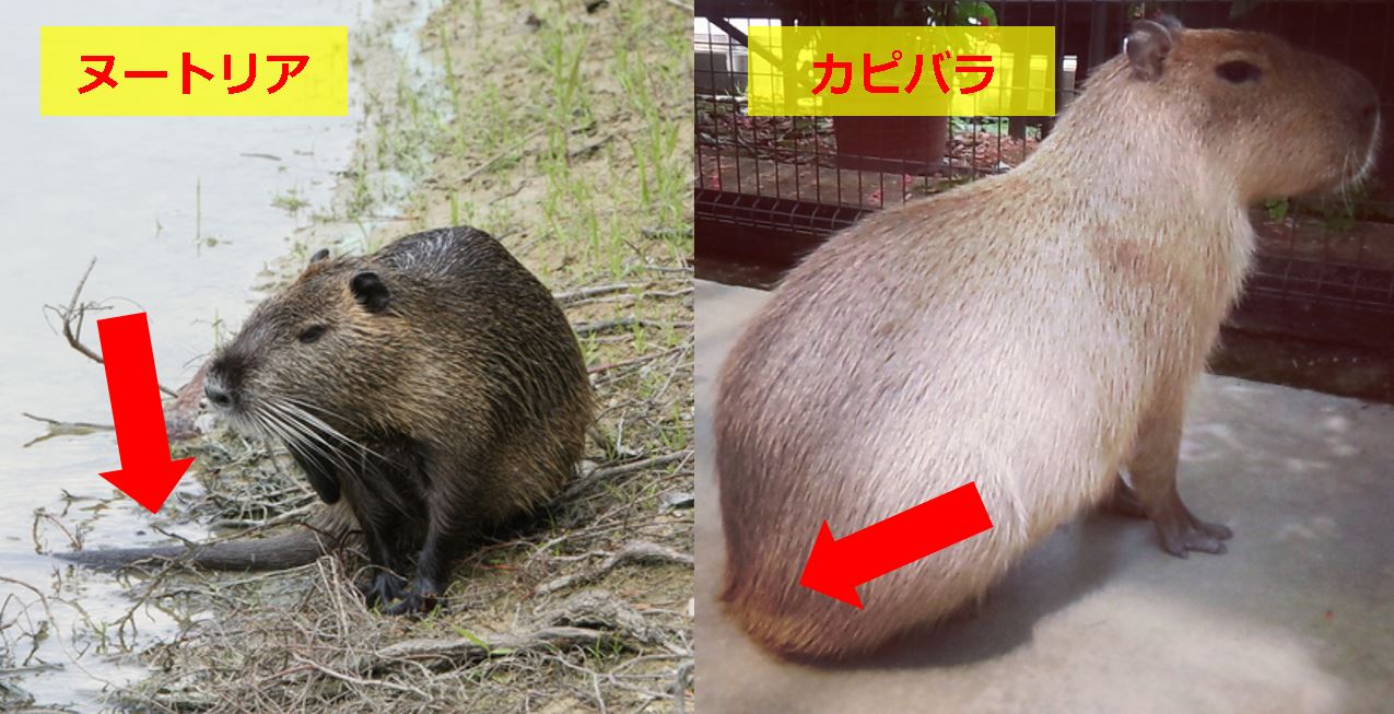 セル さっき田んぼ道走ってたら 土手に猫おると思って覗いたら カピバラが草食ってた カピバラって野生化するかと思って調べてみたら ヌートリアでした お前ら似すぎやろ T Co 46stnlq3ua Twitter
