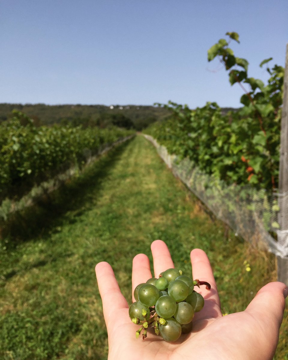 Fall really is the best time of the year to check out #nswine first hand... mostly because snacks are involved. CC: @lacadiewine