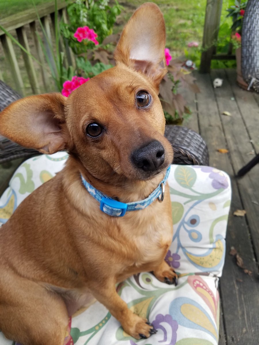 SpaceForceCad's tweet photo. Gary is the best. #AdoptDontShop #RescueDogs #ChiweeniesRule https://t.co/wzJShvNAgF