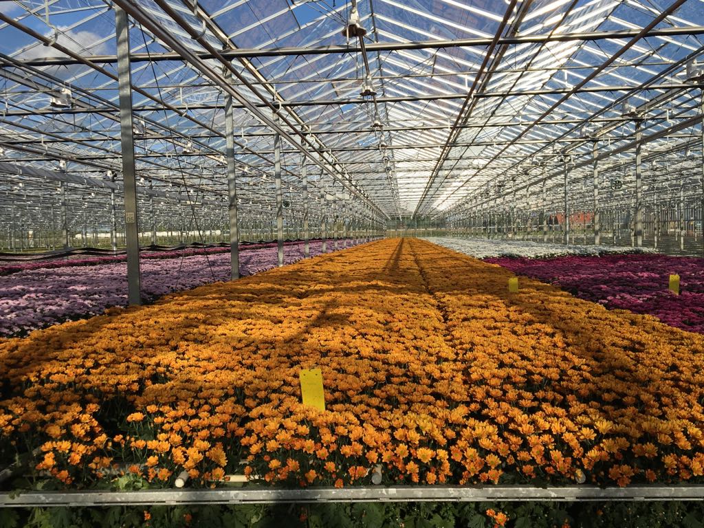 vitaflorbv's tweet photo. Vanaf vrijdag aan de klokken van flora holland Aalsmeer en Naaldwijk, een nieuw soort! De prachtige Cato Orange! https://t.co/SYNOfZ28Vw