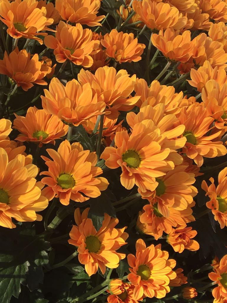 vitaflorbv's tweet photo. Vanaf vrijdag aan de klokken van flora holland Aalsmeer en Naaldwijk, een nieuw soort! De prachtige Cato Orange! https://t.co/SYNOfZ28Vw