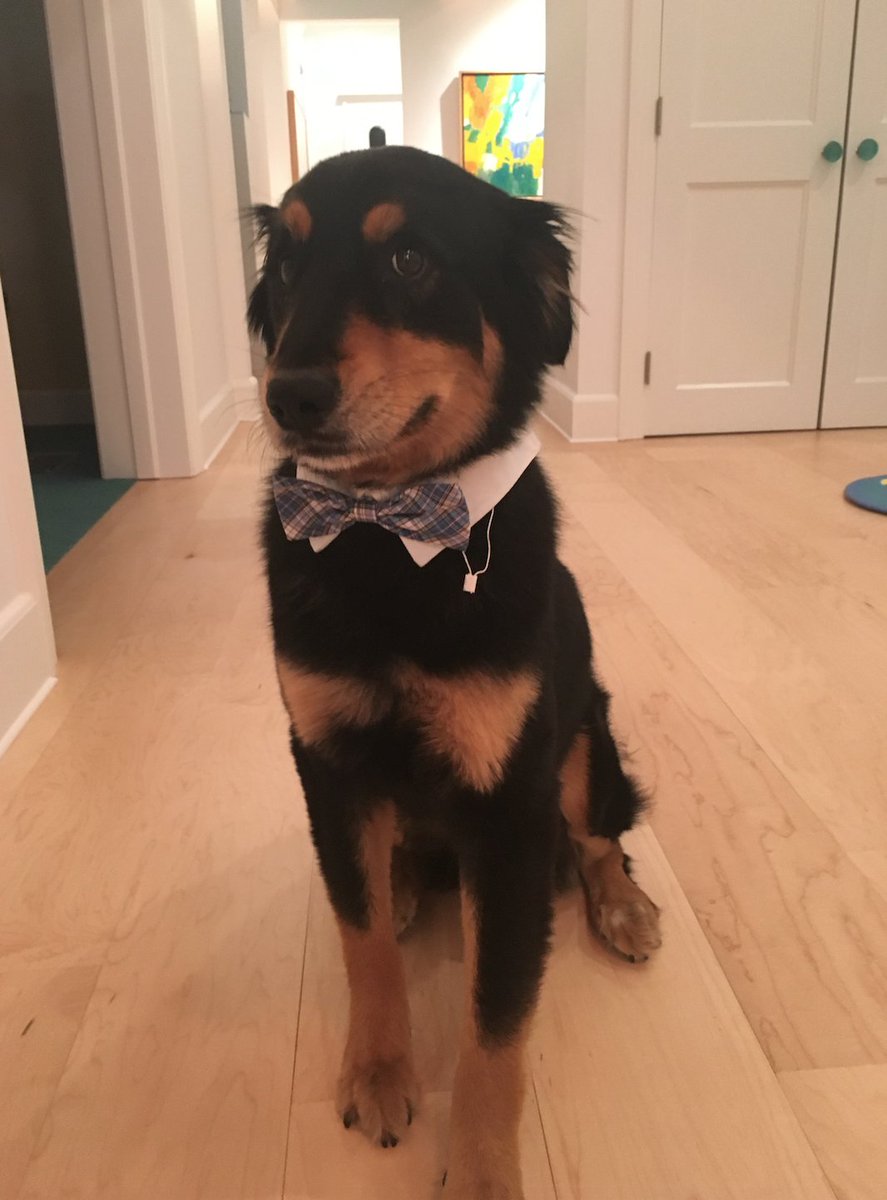 killyp504's tweet image. Thank you for following!! More pictures of Gabe to come