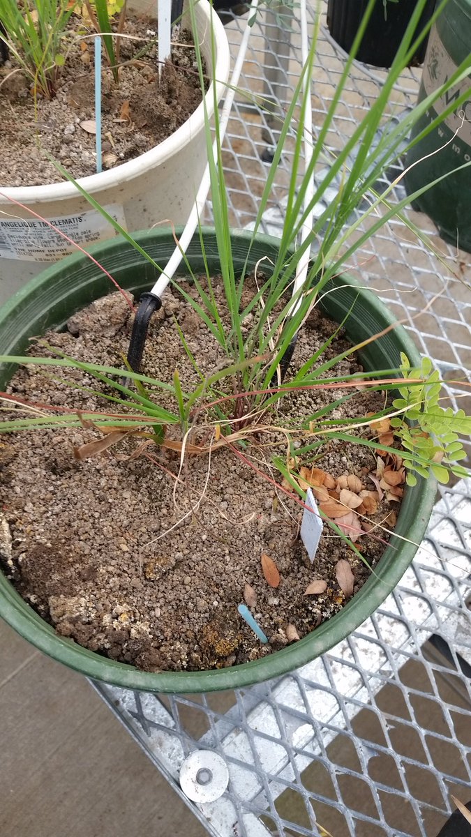 MycoBloom's tweet photo. #Mycorrhizae differ. #Prairie composition varies across 4 pots inoculated with different #AMfungi. #Amorpha and #Dalea flowers first season! https://t.co/B50GXV0P3M