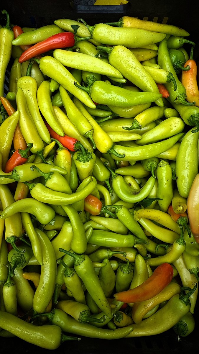 laszlochef's tweet photo. Putting away these crazy hot bad boys for the winter. Love the colors! #Pickles #pickle #peppers #food #backtotheroots #laszlochef #recipe https://t.co/K9YVpc0qBk