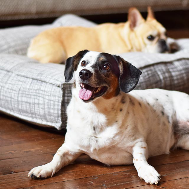 UnleashedLife's tweet photo. It ain't easy bein' cheesy. π§ Lilly was such a good model, we can't wait to share more photos! Bed: https://t.co/cLMP59wTuF #UnleashedLife https://t.co/r9z1UHRc2c