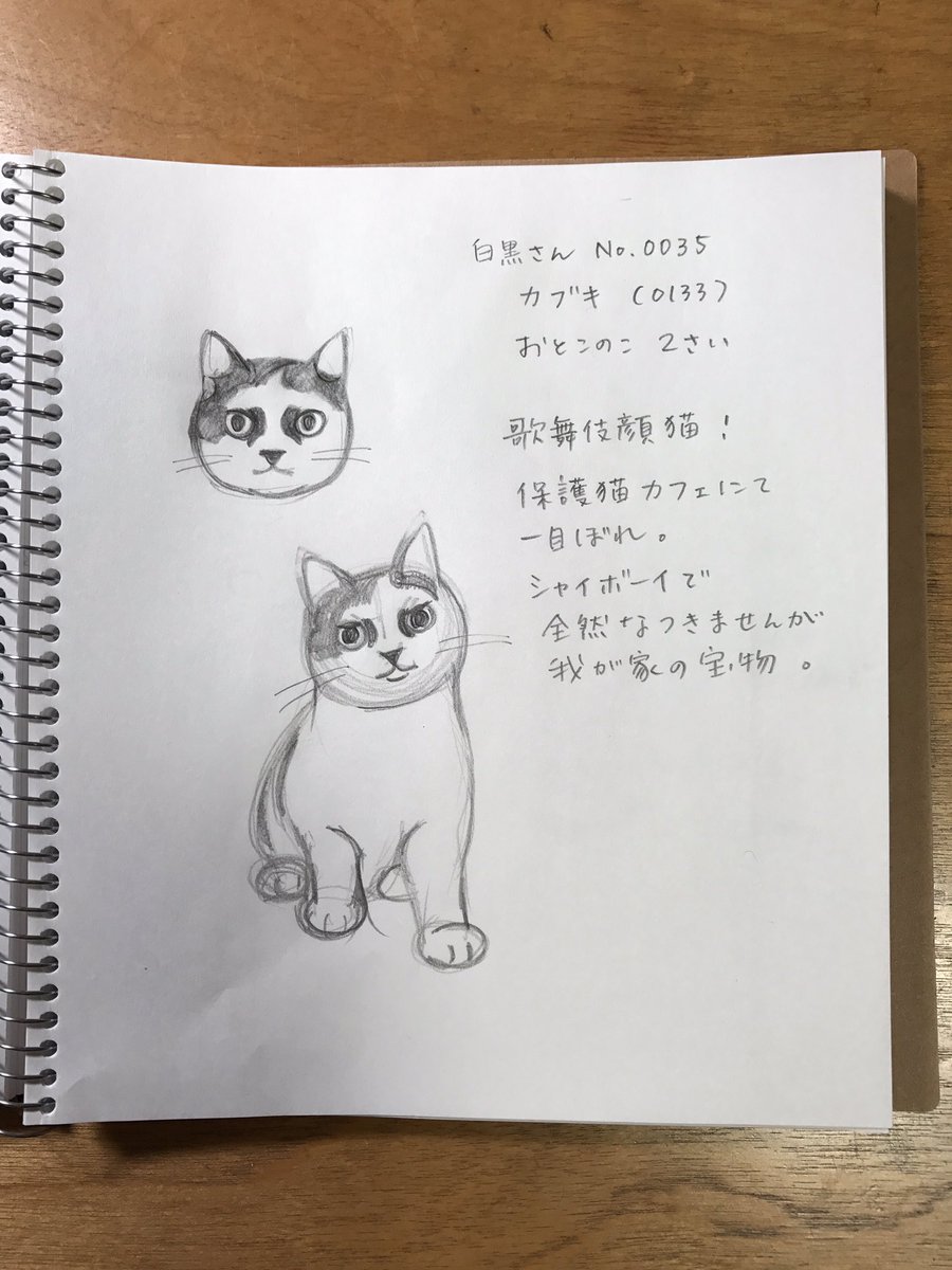 隈取りが凛々しい、歌舞伎顔のカブキくん。
海老蔵さんとなんとなく似ているような。 