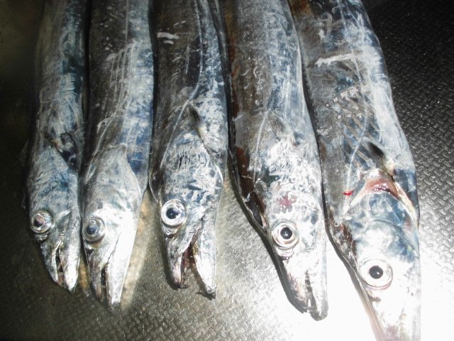 淀つりぐ店 公式 V Twitter 早朝の太刀魚 指3本サイズが5匹 満潮から引きにかけての時間帯からアタリ出しました 昨夜 全く釣れなかったのは やっぱり潮かなぁ 東かがわ市の釣り さぬき市の釣り 太刀魚釣り