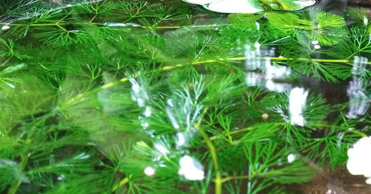 sapic99gmailcom's tweet image. น้ำใส สาหร่ายเขียว ในอ่างปลาหางนกยูง...