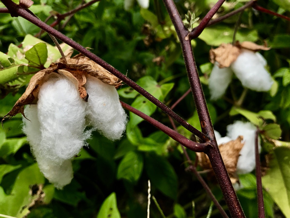 福岡大学 Auf Twitter 七隈花便り ワタ 綿 Cotton Plant 栽培種には4大種 オーストラリア野生綿 アジア綿 アメリカ野生綿 アメリカ栽培綿 と呼ばれる相互に異なる野生種に由来する栽培種の系統があり それらは相互に交配できないとされる アオイ科 福岡 福岡大学 Auf Twitter 七隈花便り ワタ 綿 Cotton Plant 栽培種には4大種 オーストラリア野生綿 アジア綿 アメリカ野生綿 アメリカ栽培綿 と呼ばれる相互に異なる野生種に由来する栽培種の系統があり それらは相互に交配できないとされる アオイ科 福岡