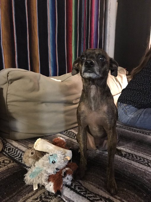 One of my favorite pastimes is taking pictures of my friend's dog who claim they can never get a good<a href="/tag/mvsales"class="tags"><span>#mvsales</span></a>